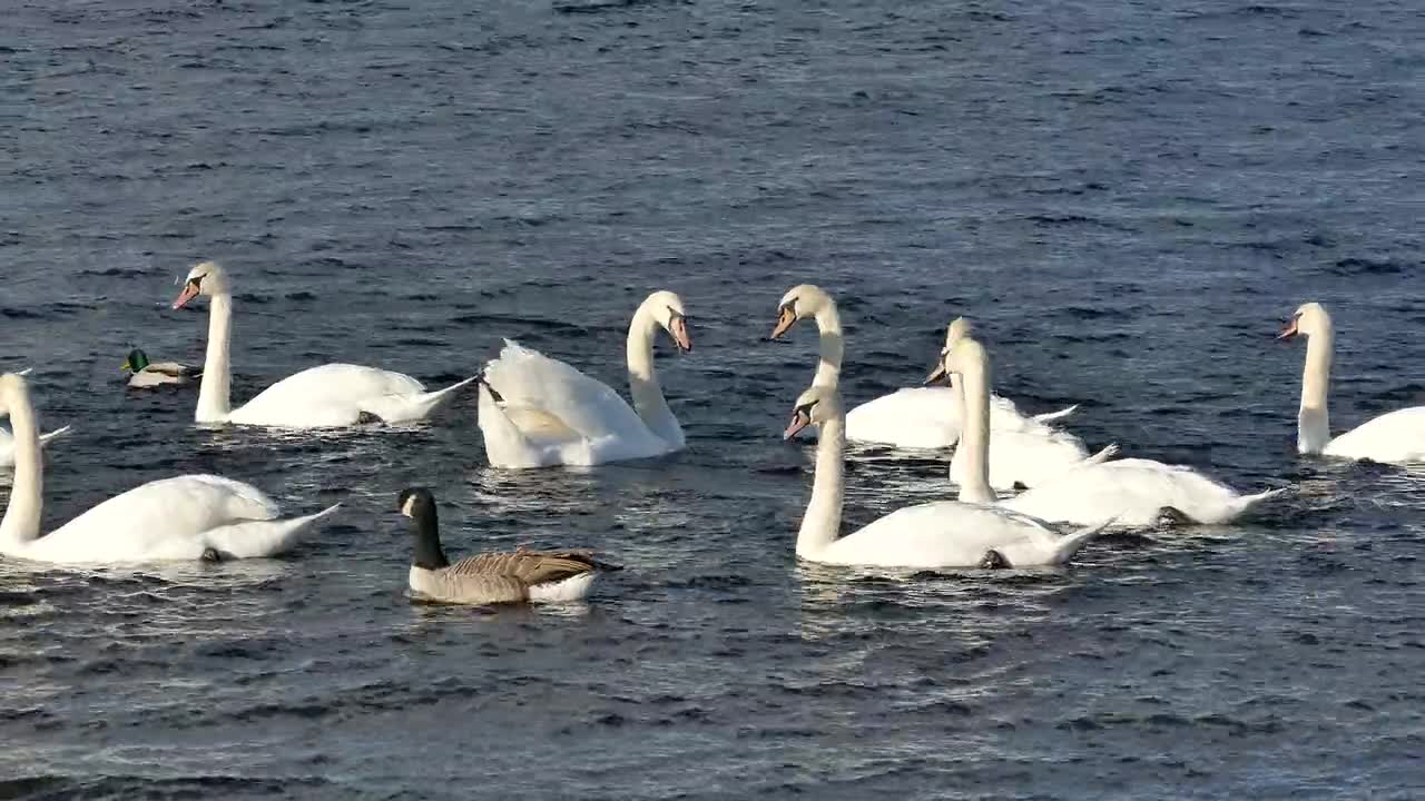 Beautiful pelicans while strolling in the lake