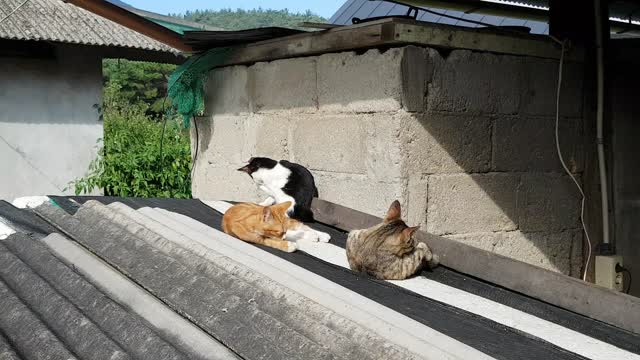 Showering cats