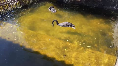 Swan Family Swimming In The Water