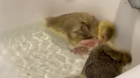 Cute Gosling Footage