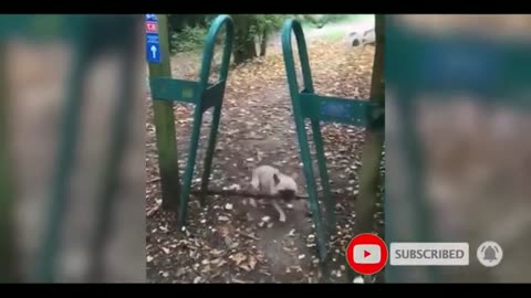 Funniest video #5