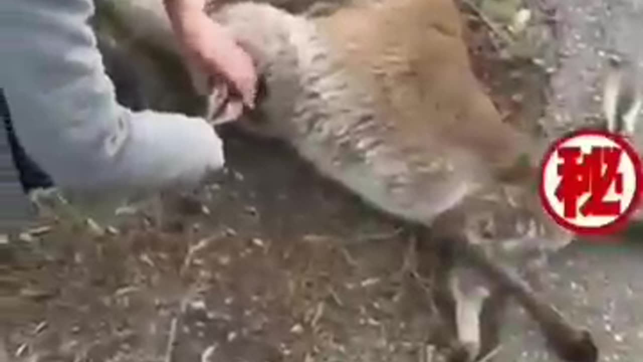 Humanity Still alive /kangaroo rescue #kangaroo #child #road #accidents #animals #shorts #vedio