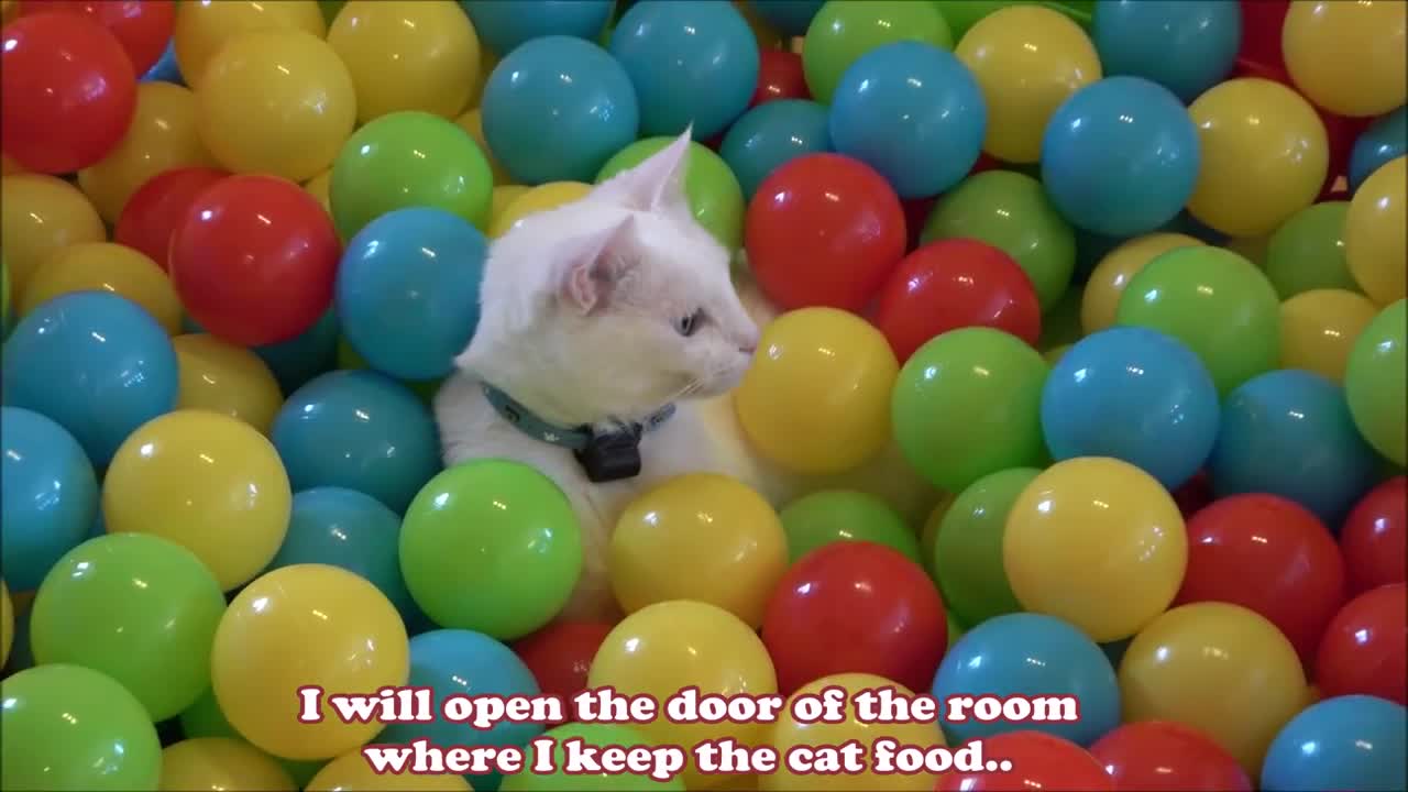 Two Cats and 500 Balls