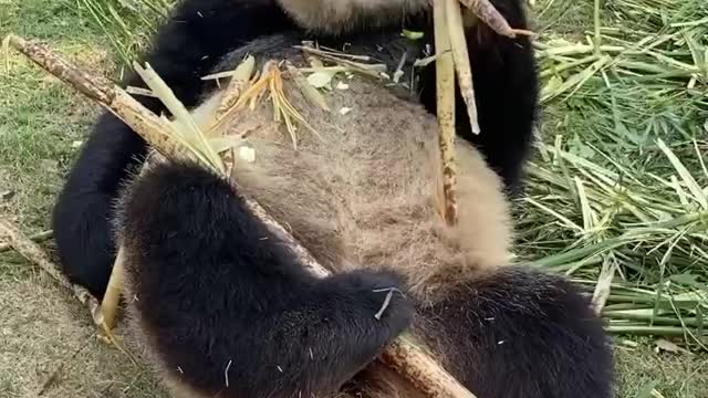 8 lovely giant panda