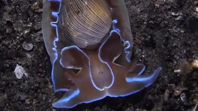 Beautiful sea creature.....
