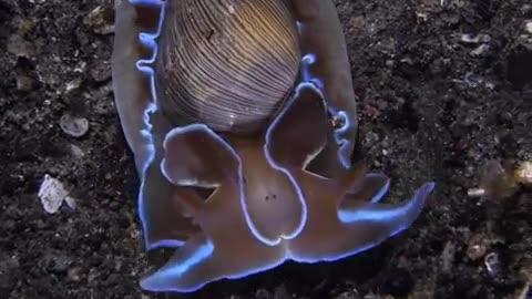 Beautiful sea creature.....