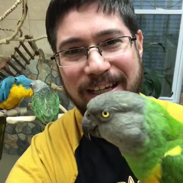 Parrot Wizard 200,000 Subscribers!!!