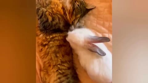 funny animal video, cats and dogs, to funny to see, funniest animals