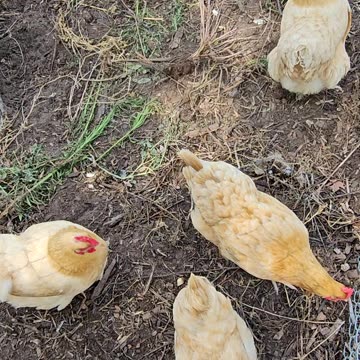 OMC! A moment with my orpington hen chickens! #chickens #hens #orpington #shorts #backyardchickens