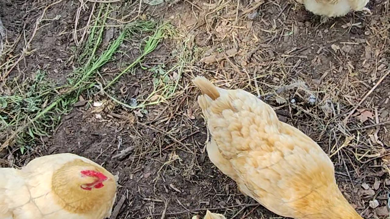 OMC! A moment with my orpington hen chickens! #chickens #hens #orpington #shorts #backyardchickens