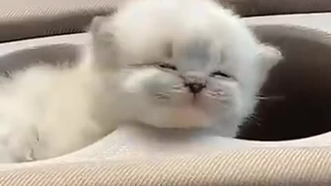 Cute and Funny Cat Videos