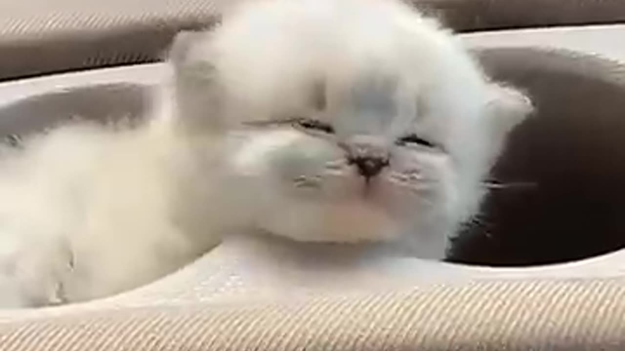 Cute and Funny Cat Videos