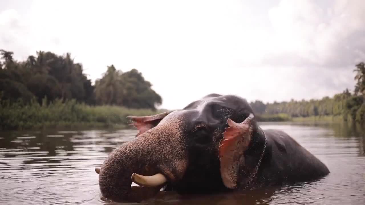 cute baby elephant playing in water