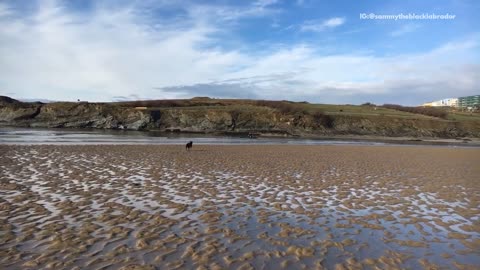 Black lab dog running on beach