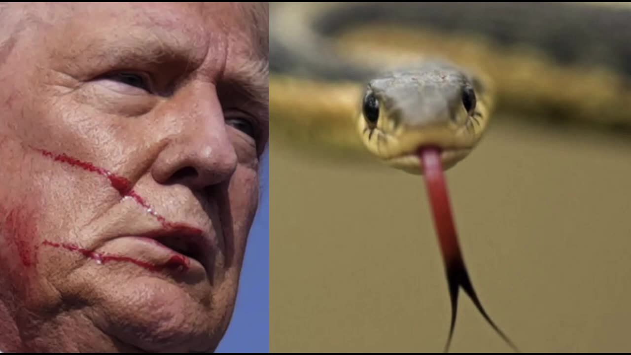 TRUMPS SERPENT TONGUE YOU KNEW I WAS A SNAKE BEFORE YOU TOOK ME IN