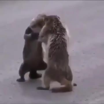 Two animals fight in a funny way