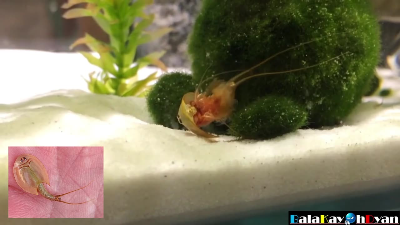 Tadpole Shrimps (Triops/Notostraca) Shredding Skin