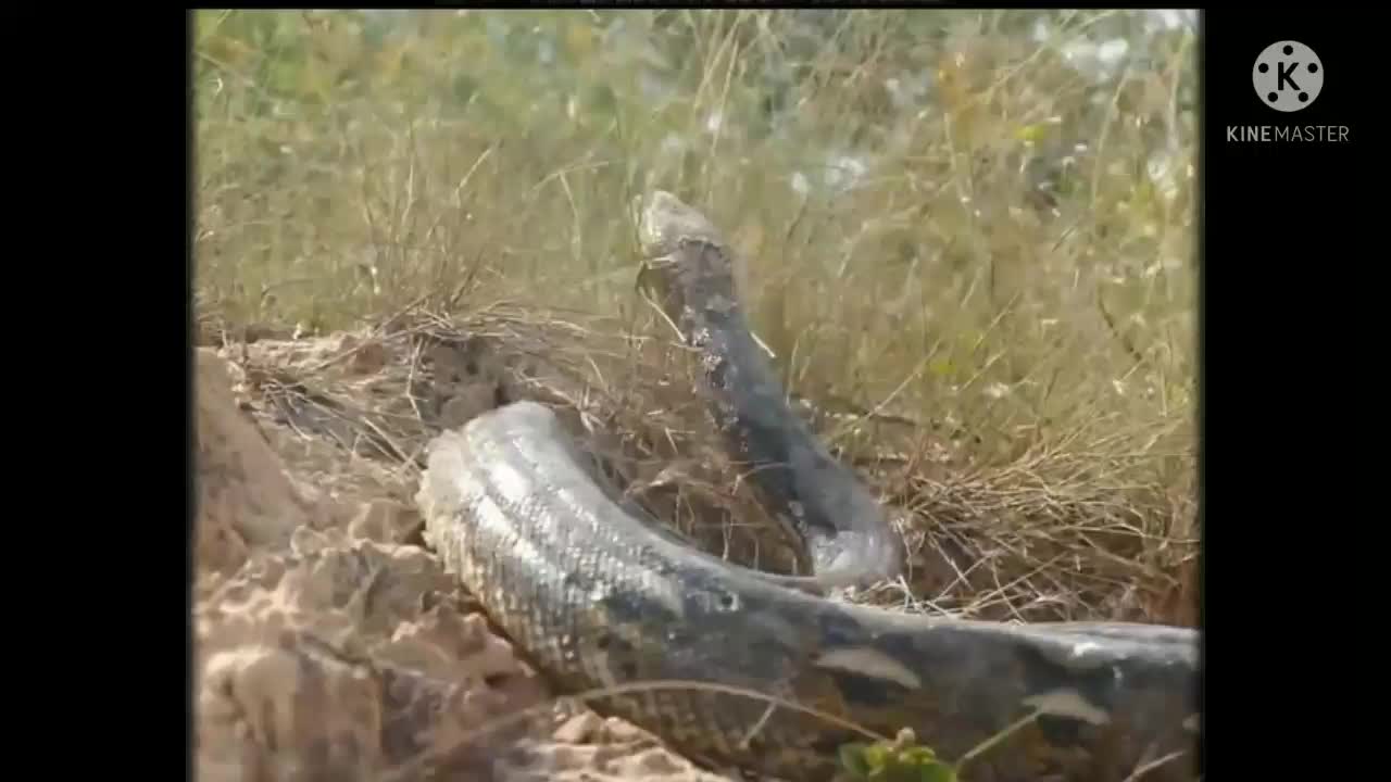 Cancobora snake real attack Pig