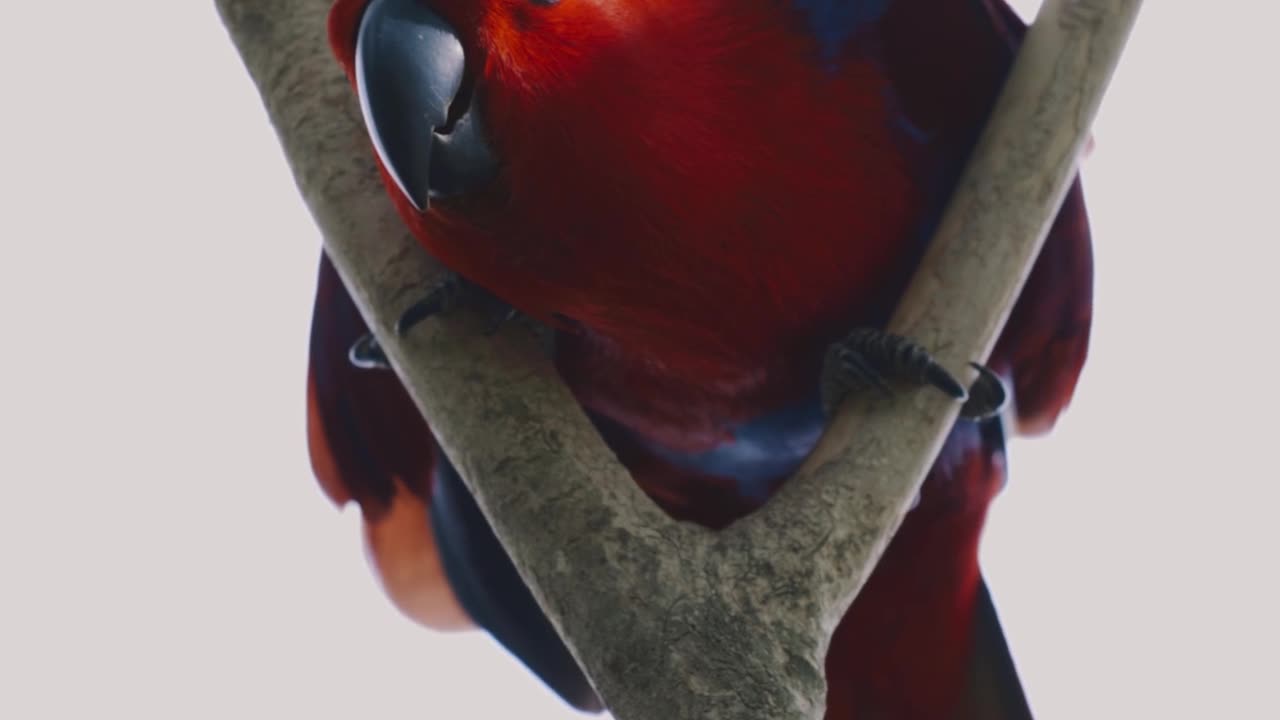 A Red Bird on a Tree Branch