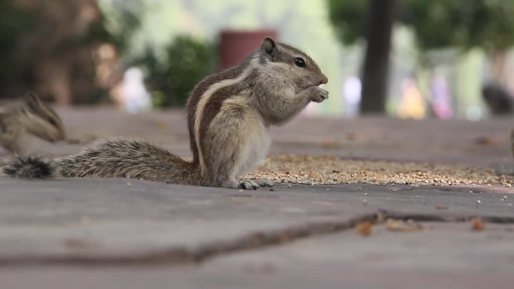 Sweet hungry squirrels