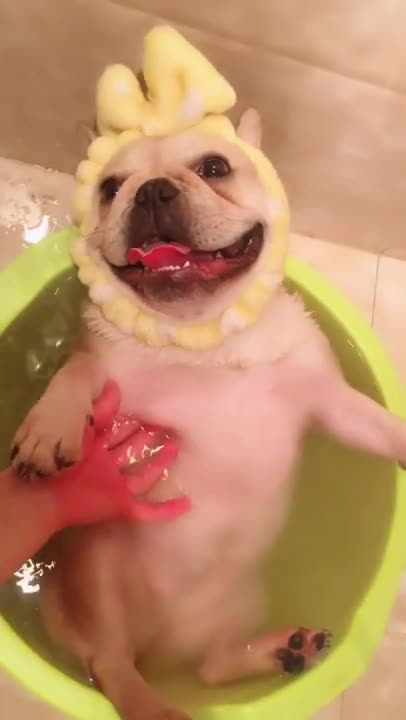 Super Cute Baby Animals 🔴 Funny Cats and Dogs Videos Compilation 2028 Perros y