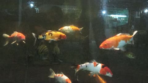 Adorable koi fish
