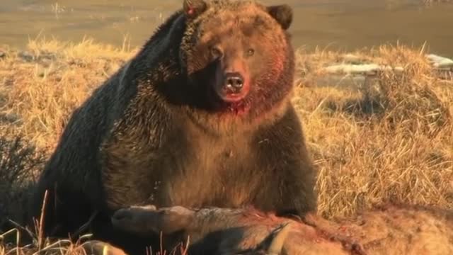 Massive grizzly bear spotted in Yellowstone 🍃
