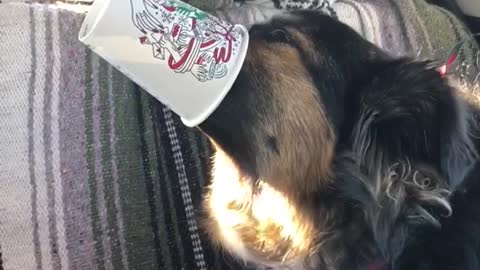 Black dog with red dog bandana drinking out of small cup in back of car