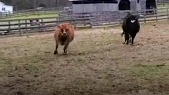 Rescued baby cow's first friend was a dog just his size