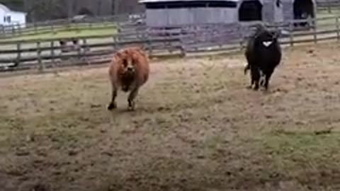 Rescued baby cow's first friend was a dog just his size