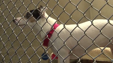 Adorable Puppy in Cage at Animal Shelter