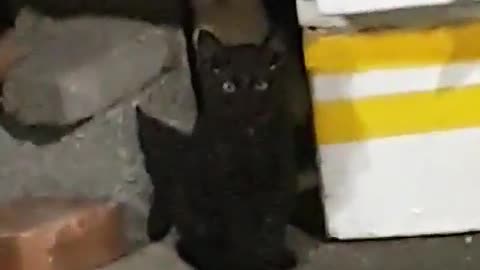 korea feral black cat