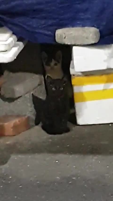 korea feral black cat