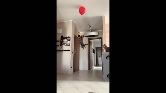Cats really jump that high
