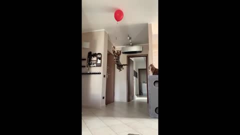Cats really jump that high