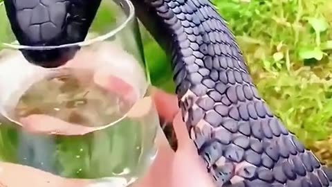 Thirsty snake DRINKS from a woman's hand