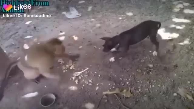 comedy monkey vs dog