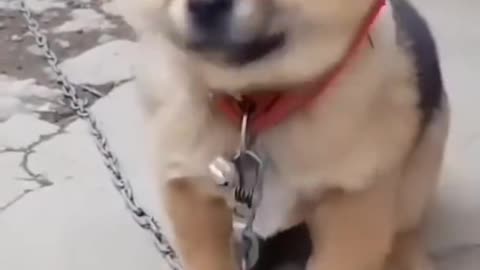 cute puppy shors video viral