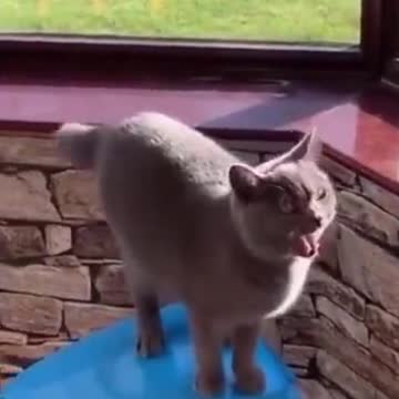 Cutest 2021 Try not to Laugh Kittens & Pups-13