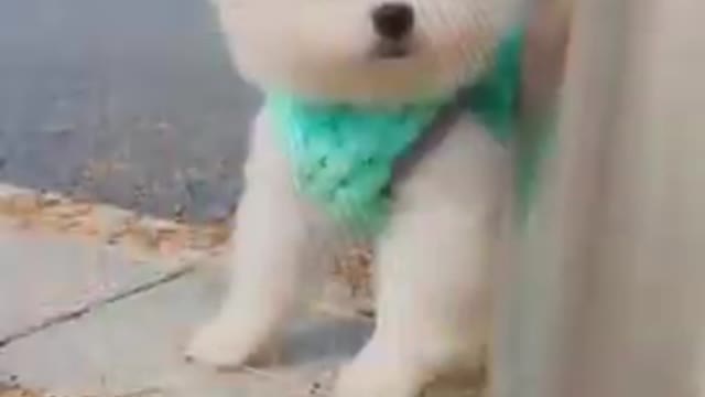 Funny and Cute Dogs Videos Compilation 2022_]08|_ #shorts