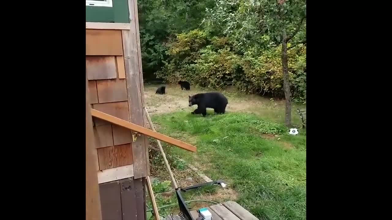 Bear Canada Vs Finland Funny