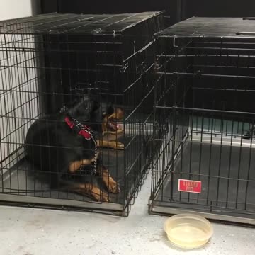 Board and Training - Max - Establishing Relaxation in the Crate
