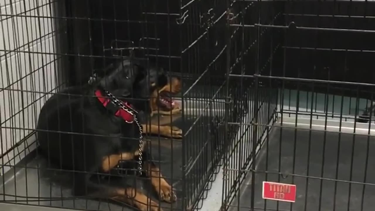 Board and Training - Max - Establishing Relaxation in the Crate