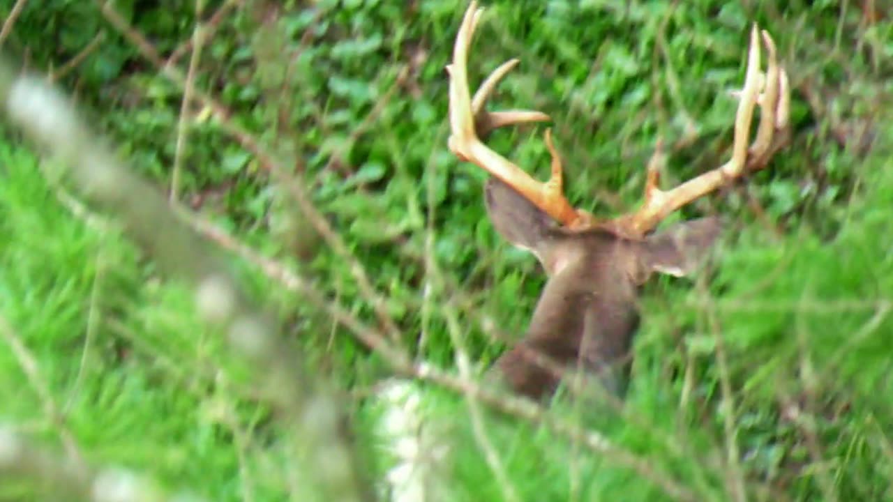 Minnesota Whitetail Bowhunting Opener: Nicole's Close Call