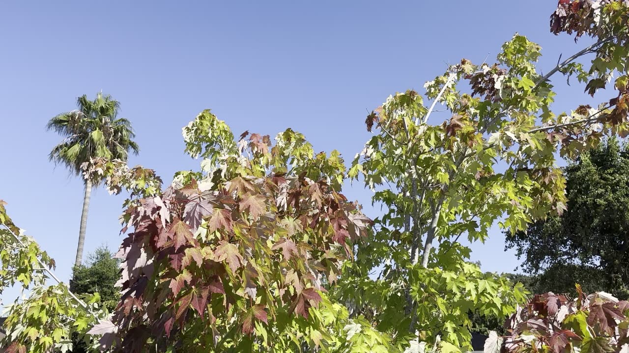 Maple Moment