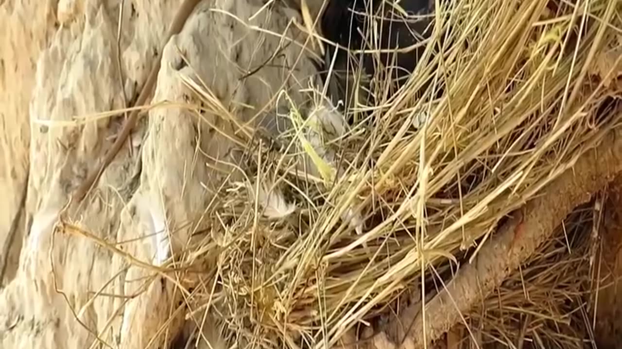 Snake Attacks Birds