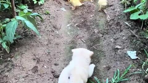 The dog played with the grasshopper, and then played with the duckling.