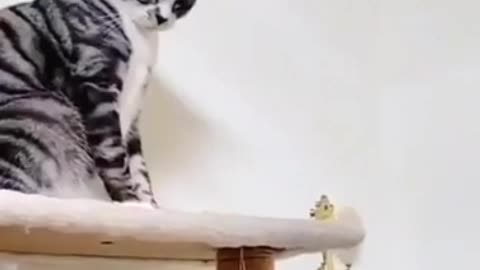 What is this cat afraid of 😯😯#animal #funny pets #pets #cat #viral