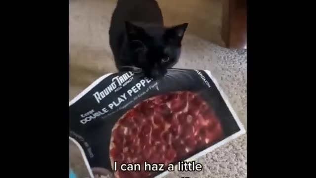 🤣LAUGH TO FAINT😹CATs will make you LAUGH all day😹