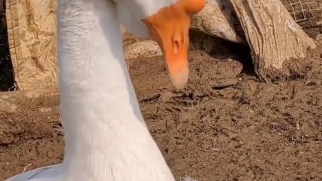 What can a goose do besides bite ? 001